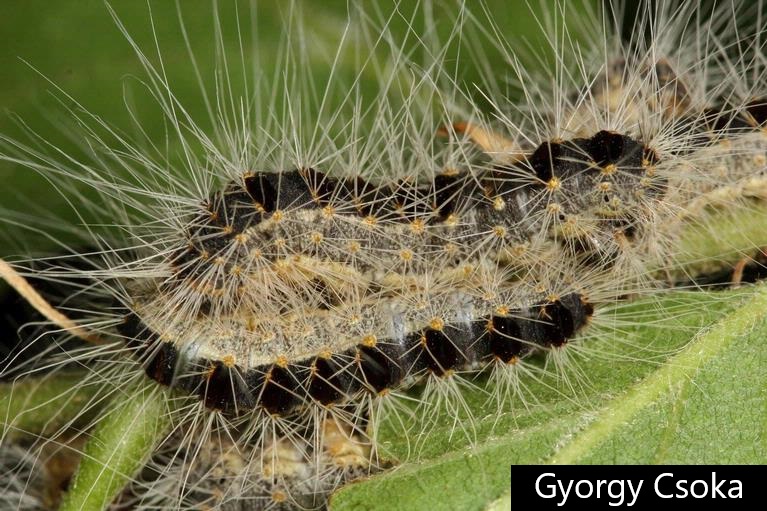 Spotting and Dealing with Oak Processionary Moth